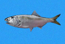 To FishBase images (<i>Cetengraulis mysticetus</i>, Panama, by Robertson, R.)
