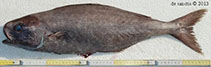 To FishBase images (<i>Centrolophus niger</i>, Italy, by De Sanctis, A.)