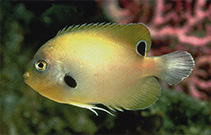 To FishBase images (<i>Centropyge nigriocella</i>, Johnston I., by Pyle, R.L.)