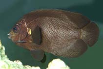 Image of Centropyge nox (Midnight angelfish)