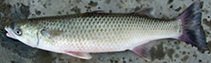 To FishBase images (<i>Cestraeus oxyrhyncus</i>, Indonesia, by Muchlisin, Z.A.)
