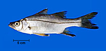 To FishBase images (<i>Centropomus pectinatus</i>, Brazil, by Barbosa, J.M./M. Deda)