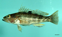 To FishBase images (<i>Centropristis philadelphica</i>, by NOAA\NMFS\Mississippi Laboratory)