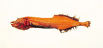 To FishBase images (<i>Cetostoma regani</i>, by Shao, K.T.)