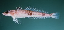 To FishBase images (<i>Centrodraco rubellus</i>, Hawaii, by Randall, J.E.)