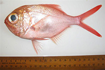 To FishBase images (<i>Centroberyx rubricaudus</i>, Andaman Is., by Nair, R. et al.)