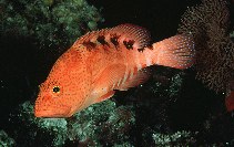 To FishBase images (<i>Cephalopholis sexmaculata</i>, Maldives, by Randall, J.E.)