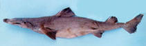 To FishBase images (<i>Centrophorus seychellorum</i>, Seychelles, by Baranes, A.)