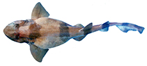 To FishBase images (<i>Cephaloscyllium silasi</i>, Thailand, by Siripittrakul, B. & T. Krajangdara)