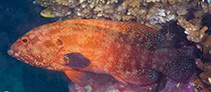 To FishBase images (<i>Cephalopholis sonnerati</i>, Maldives, by Greenfield, J.)