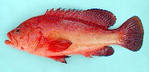 To FishBase images (<i>Cephalopholis taeniops</i>, Cape Verde, by Cambraia Duarte, P.M.N. (c)ImagDOP)