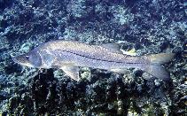 To FishBase images (<i>Centropomus undecimalis</i>, Neth Antilles, by Patzner, R.)