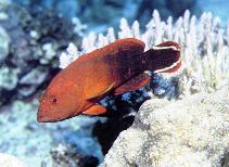 To FishBase images (<i>Cephalopholis urodeta</i>, Papua New Guinea, by Patzner, R.)