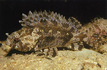 To FishBase images (<i>Centrogenys vaigiensis</i>, Indonesia, by Allen, G.R.)