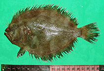 To FishBase images (<i>Cephalopsetta ventrocellatus</i>, Pakistan, by Osmany, H.B.)
