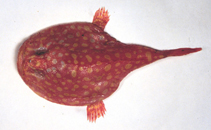 To FishBase images (<i>Chaunax abei</i>, by Ho, H.-C.)