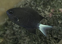 To FishBase images (<i>Chromis abrupta</i>, Marquesas Is., by Randall, J.E.)