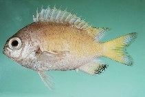 To FishBase images (<i>Chromis abyssicola</i>, Australia, by Randall, J.E.)