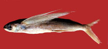 Image of Cheilopogon agoo (Japanese flyingfish)