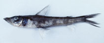 To FishBase images (<i>Chlorophthalmus albatrossis</i>, by Gloerfelt-Tarp, T.)