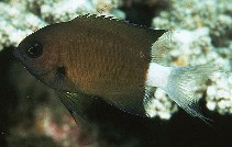 To FishBase images (<i>Chromis alleni</i>, Japan, by Randall, J.E.)