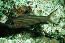 To FishBase images (<i>Cheilodipterus alleni</i>, Papua New Guinea, by Randall, J.E.)