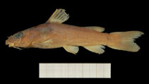 To FishBase images (<i>Chrysichthys aluuensis</i>, Nigeria, by RMCA / Mark Hanssens)