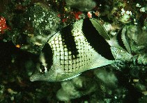 To FishBase images (<i>Chaetodon argentatus</i>, Japan, by Randall, J.E.)