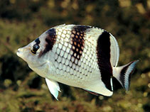 Image of Chaetodon argentatus (Asian butterflyfish)