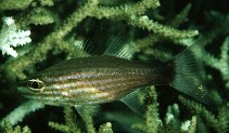 To FishBase images (<i>Cheilodipterus artus</i>, Papua New Guinea, by Randall, J.E.)