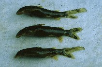 To FishBase images (<i>Chiloglanis asymetricaudalis</i>, Tanzania, by de Vos, L.)