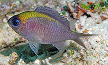 To FishBase images (<i>Chromis athena</i>, Indonesia, by Allen, G.R.)