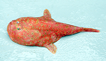Image of Chaunax atimovatae (Southern frogmouth)