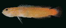 To FishBase images (<i>Pseudoplesiops auratus</i>, Egypt, by Randall, J.E.)