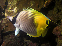 Image of Chaetodon auriga (Threadfin butterflyfish)