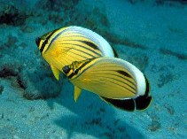 Image of Chaetodon austriacus (Blacktail butterflyfish)