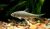 To FishBase images (<i>Chagunius baileyi</i>, by Panitvong, N.)