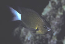To FishBase images (<i>Chromis bami</i>, Tonga, by Randall, J.E.)