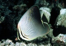 To FishBase images (<i>Chaetodon baronessa</i>, Palau, by Randall, J.E.)