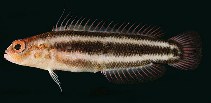 To FishBase images (<i>Pseudoplesiops bibulus</i>, Kenya, by Randall, J.E.)