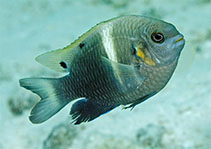 To FishBase images (<i>Chrysiptera biocellata</i>, Maldives, by Greenfield, J.)