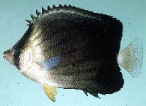 To FishBase images (<i>Chaetodon blackburnii</i>, South Africa, by Randall, J.E.)