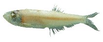 To FishBase images (<i>Chirocentrodon bleekerianus</i>, by JAMARC)