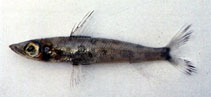 Image of Chlorophthalmus borealis 