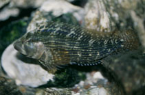 To FishBase images (<i>Chasmodes bosquianus</i>, USA, by Crippen, C.)