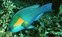 To FishBase images (<i>Scarus bowersi</i>, Japan, by Randall, J.E.)