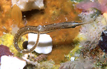 To FishBase images (<i>Choeroichthys brachysoma</i>, Marshall Is., by Johnson, S.)