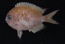 To FishBase images (<i>Chromis brevirostris</i>, Micronesia, by Pyle, R.L./Greene, B.D.)