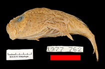 To FishBase images (<i>Chaunax breviradius</i>, Philippines, by MNHN)