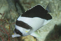 To FishBase images (<i>Chaetodon burgessi</i>, Solomon Is., by Allen, G.R.)